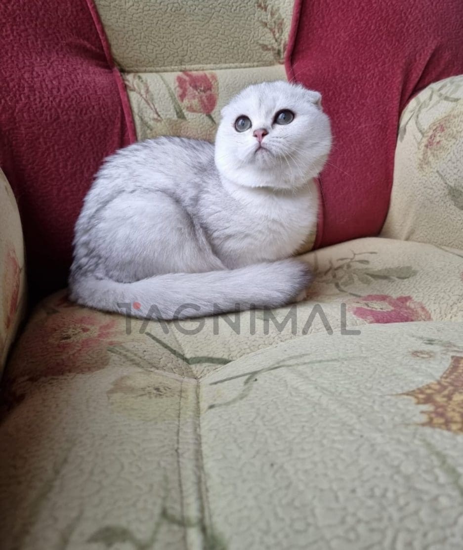 Scottish fold baby kitten for sale, cat for sale at Tagnimal