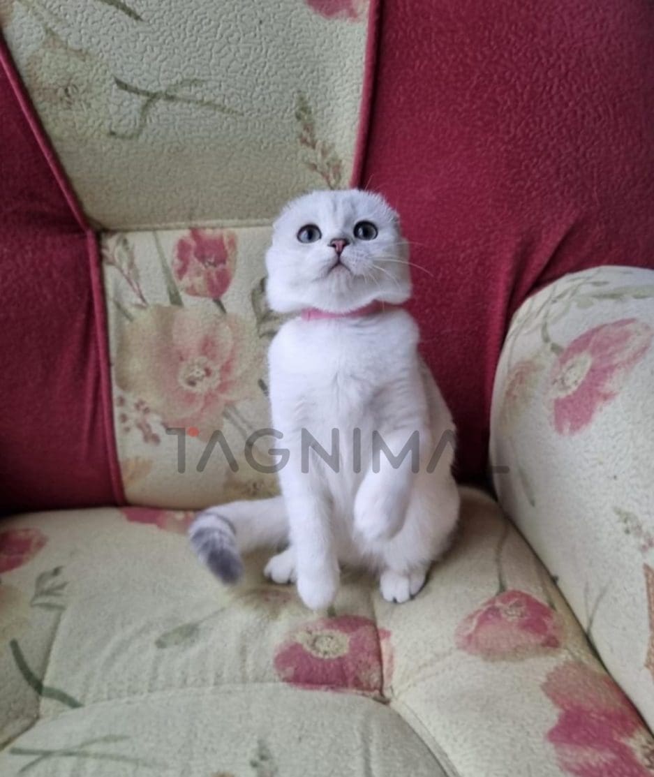 Scottish fold baby kitten for sale, cat for sale at Tagnimal