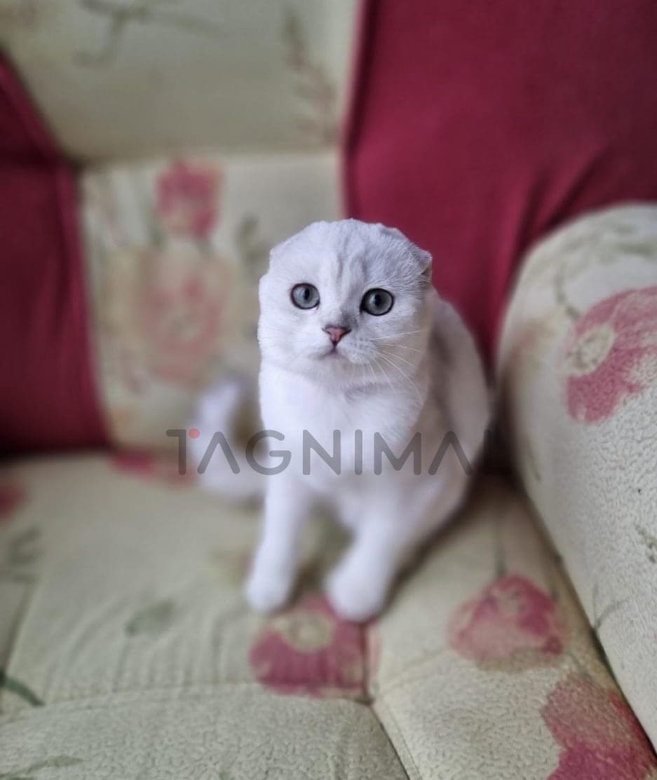 Scottish fold baby kitten for sale, cat for sale at Tagnimal