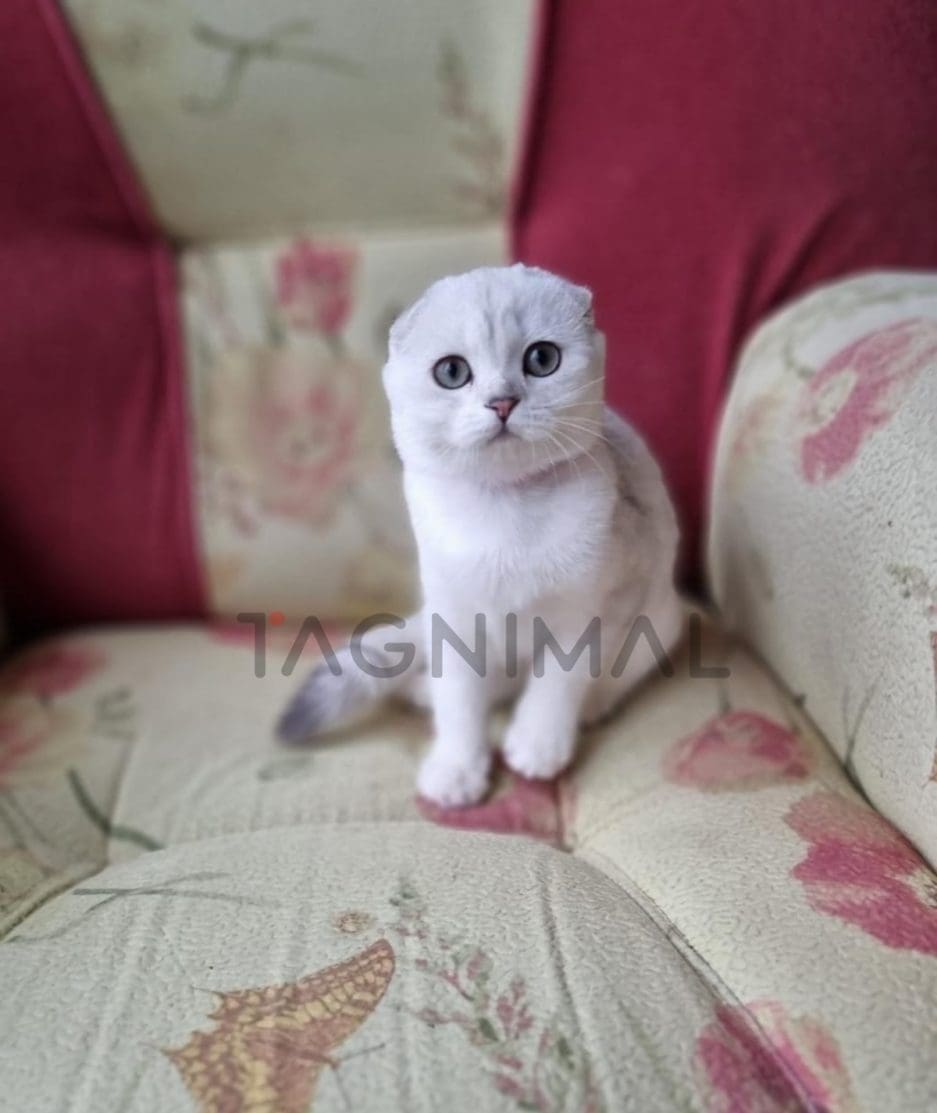 Scottish fold baby kitten for sale, cat for sale at Tagnimal