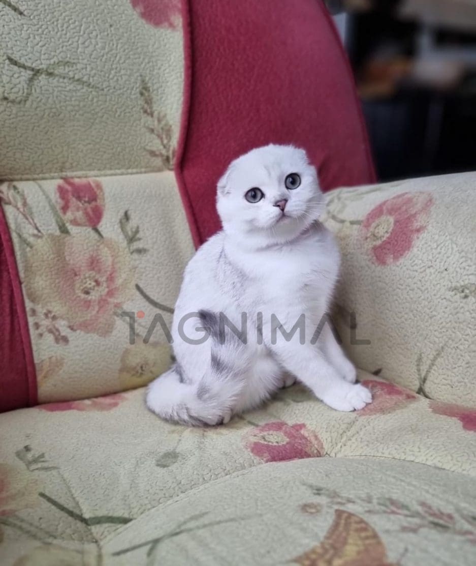 Scottish fold baby kitten for sale, cat for sale at Tagnimal