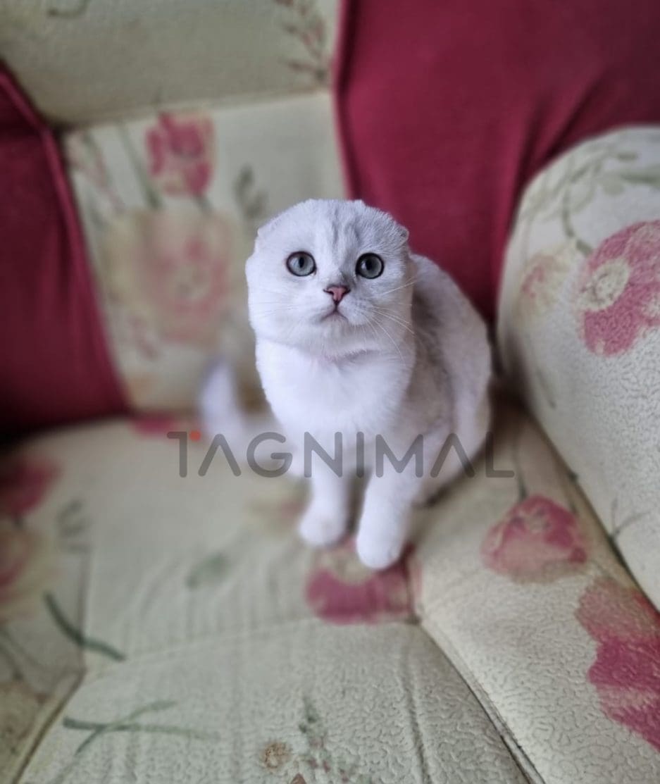 Scottish fold baby kitten for sale, cat for sale at Tagnimal