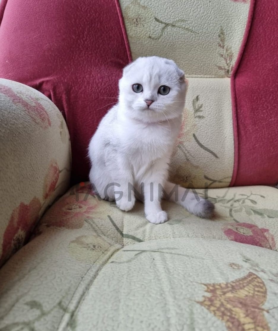 Scottish fold baby kitten for sale, cat for sale at Tagnimal