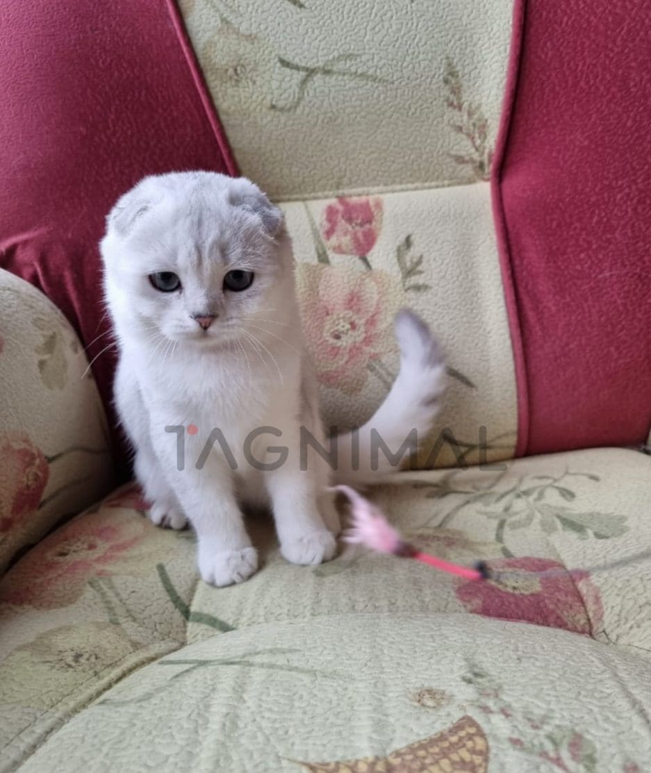 Scottish fold baby kitten for sale, cat for sale at Tagnimal