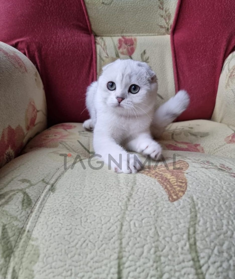 Scottish fold baby kitten for sale, cat for sale at Tagnimal