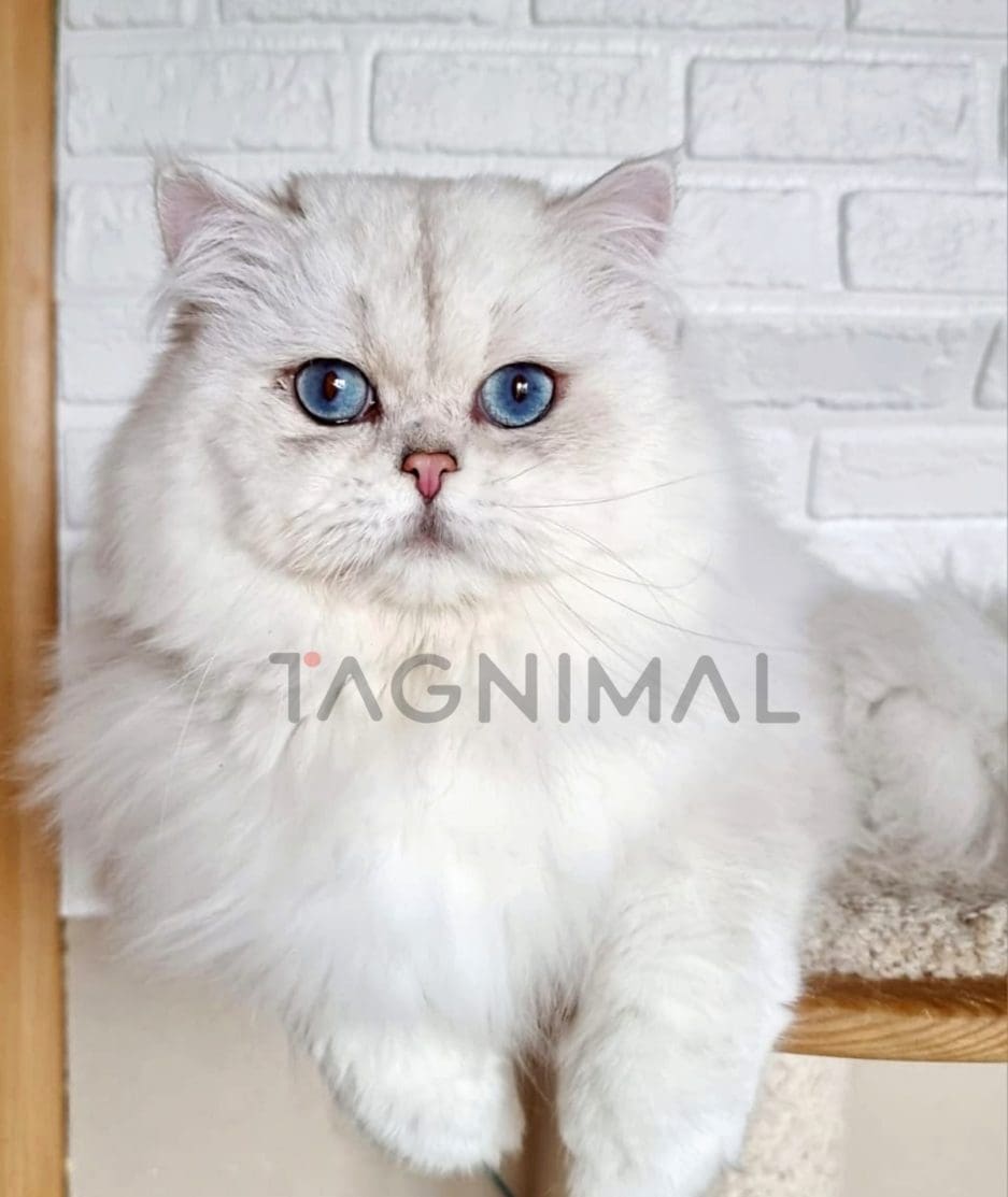 Scottish fold kitten for sale, cat for sale at Tagnimal