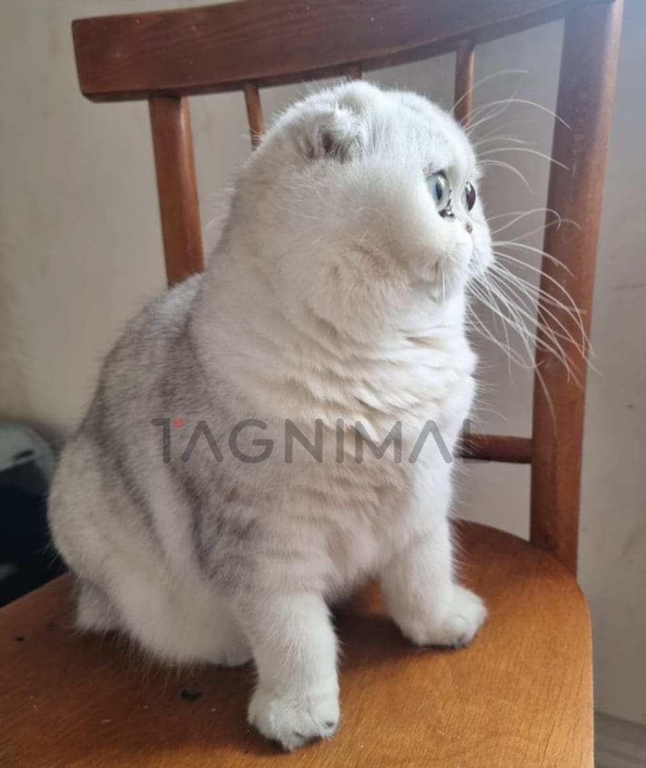 Scottish fold baby kitten for sale, cat for sale at Tagnimal