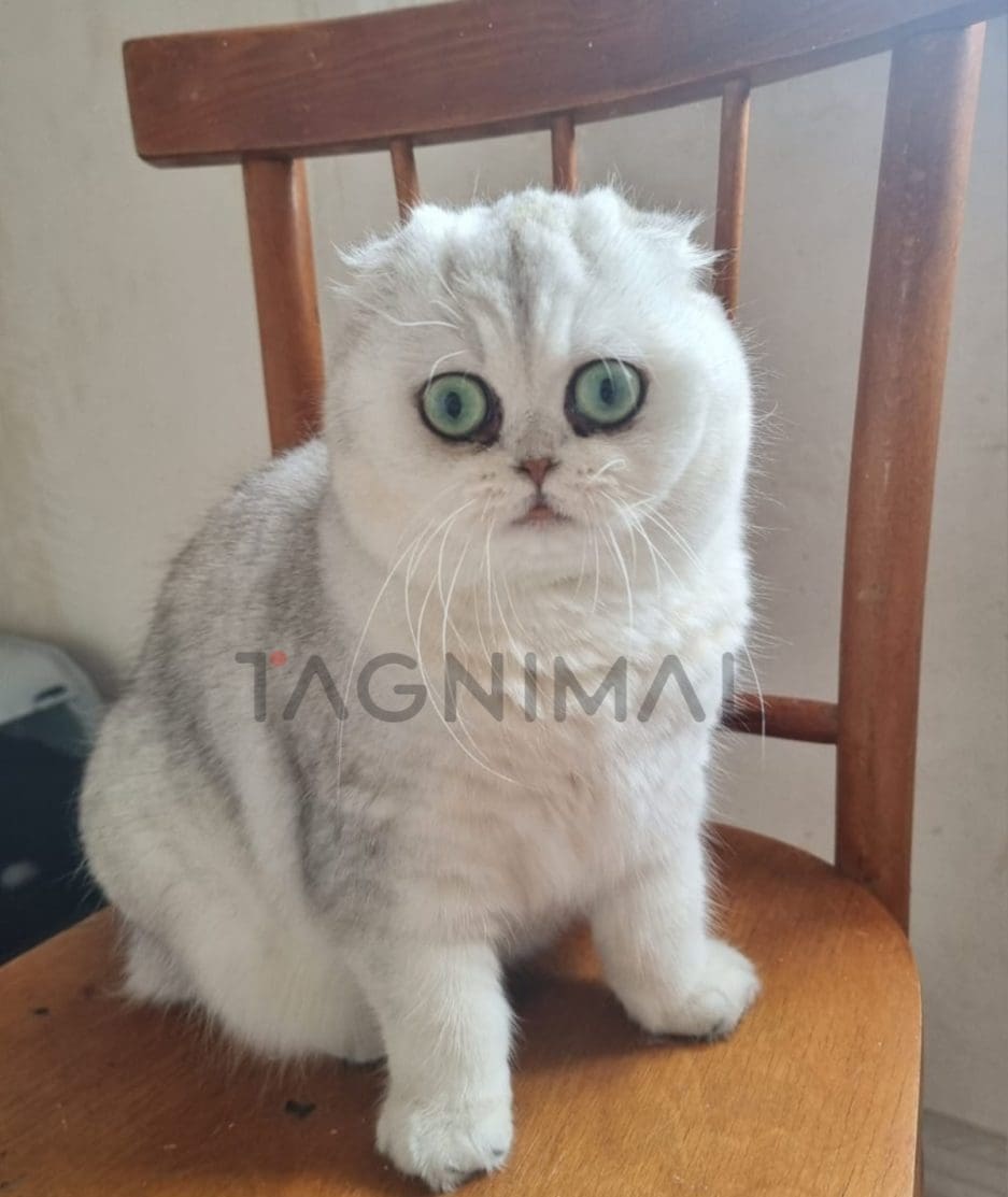 Scottish fold baby kitten for sale, cat for sale at Tagnimal