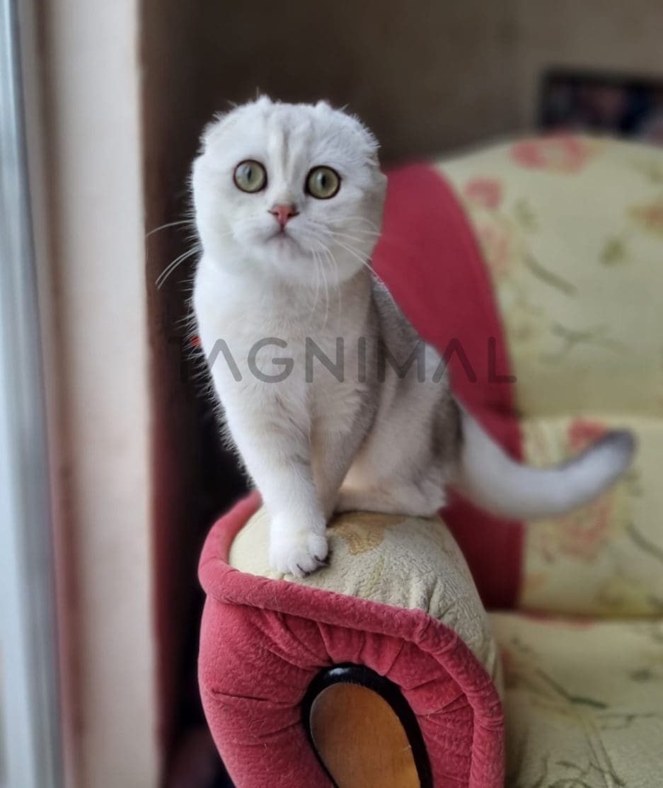 Scottish fold baby kitten for sale, cat for sale at Tagnimal