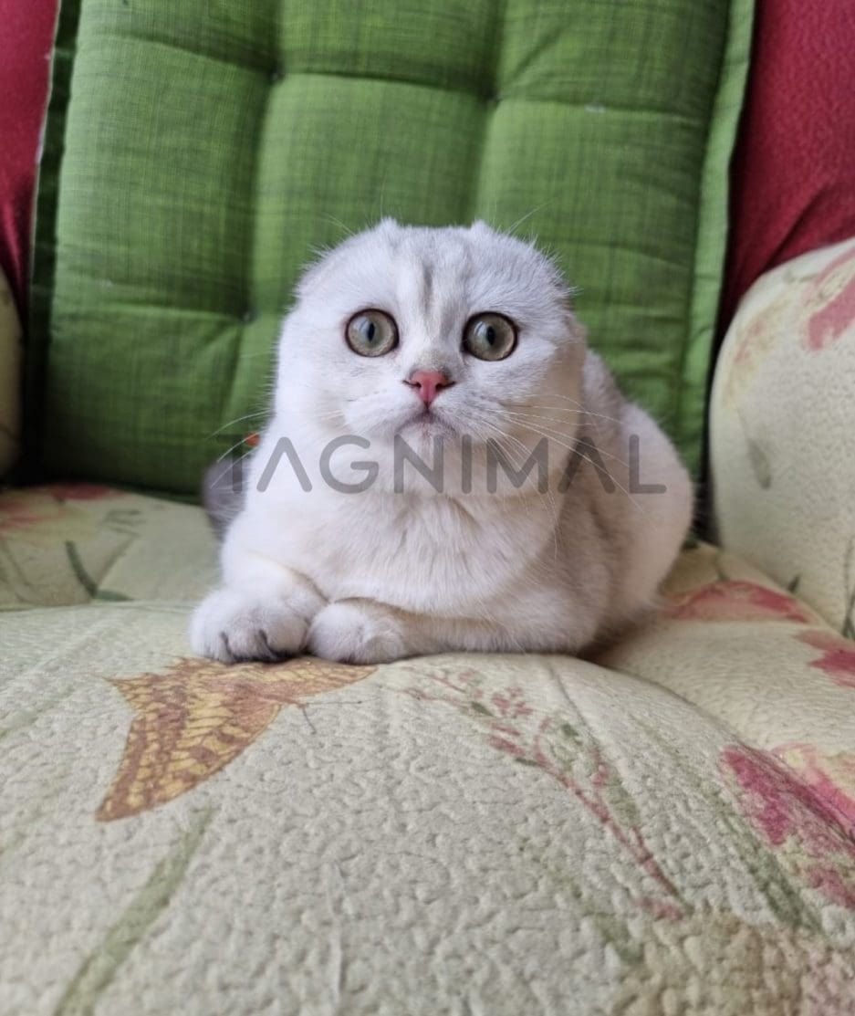 Scottish fold baby kitten for sale, cat for sale at Tagnimal