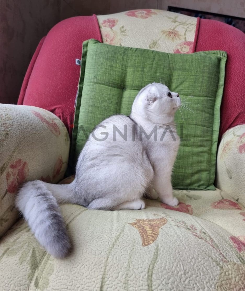 Scottish fold baby kitten for sale, cat for sale at Tagnimal