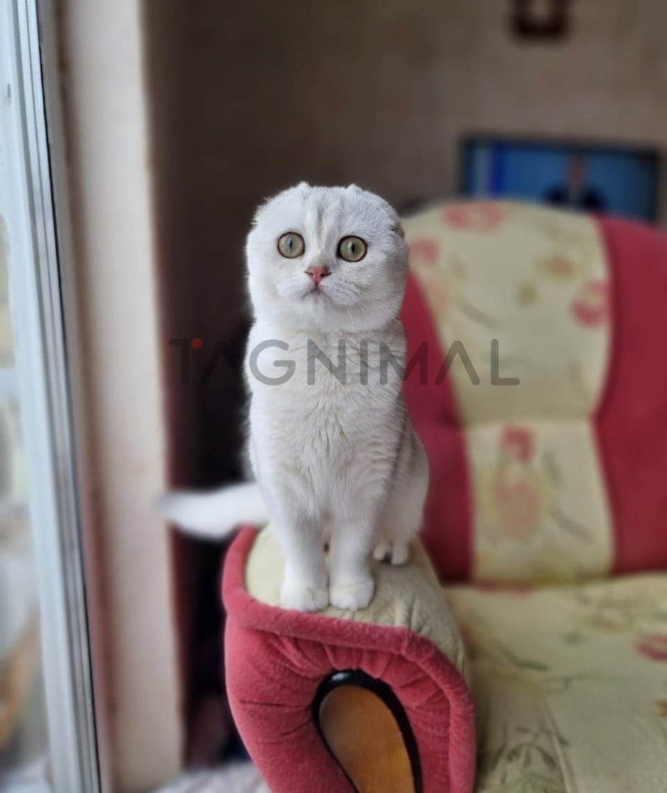 Scottish fold baby kitten for sale, cat for sale at Tagnimal