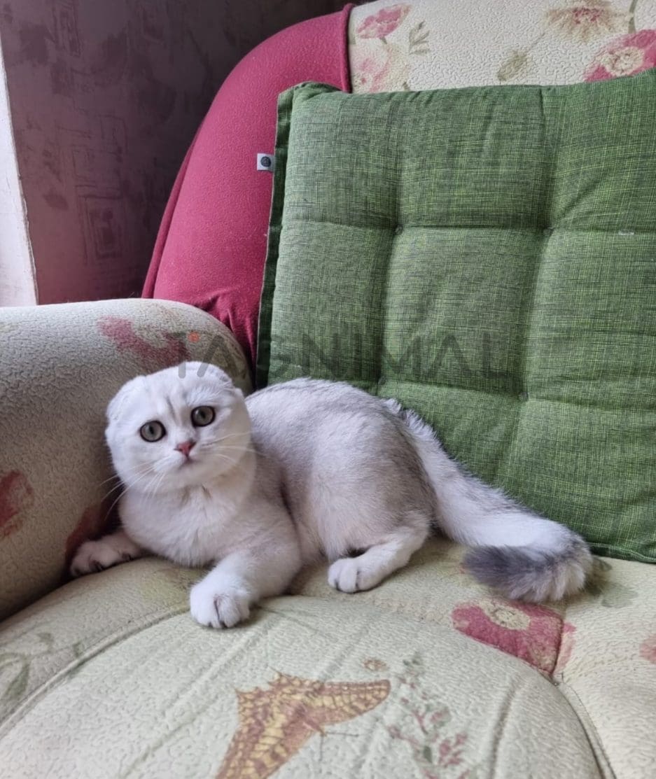 Scottish fold baby kitten for sale, cat for sale at Tagnimal