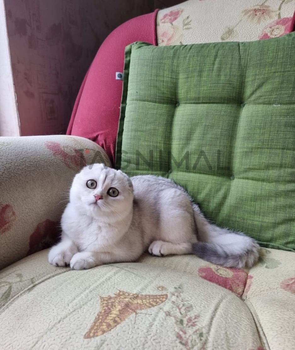 Scottish fold baby kitten for sale, cat for sale at Tagnimal