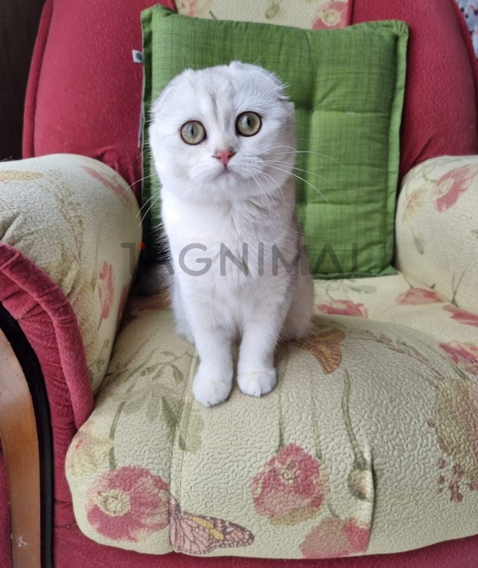 Scottish fold baby kitten for sale, cat for sale at Tagnimal