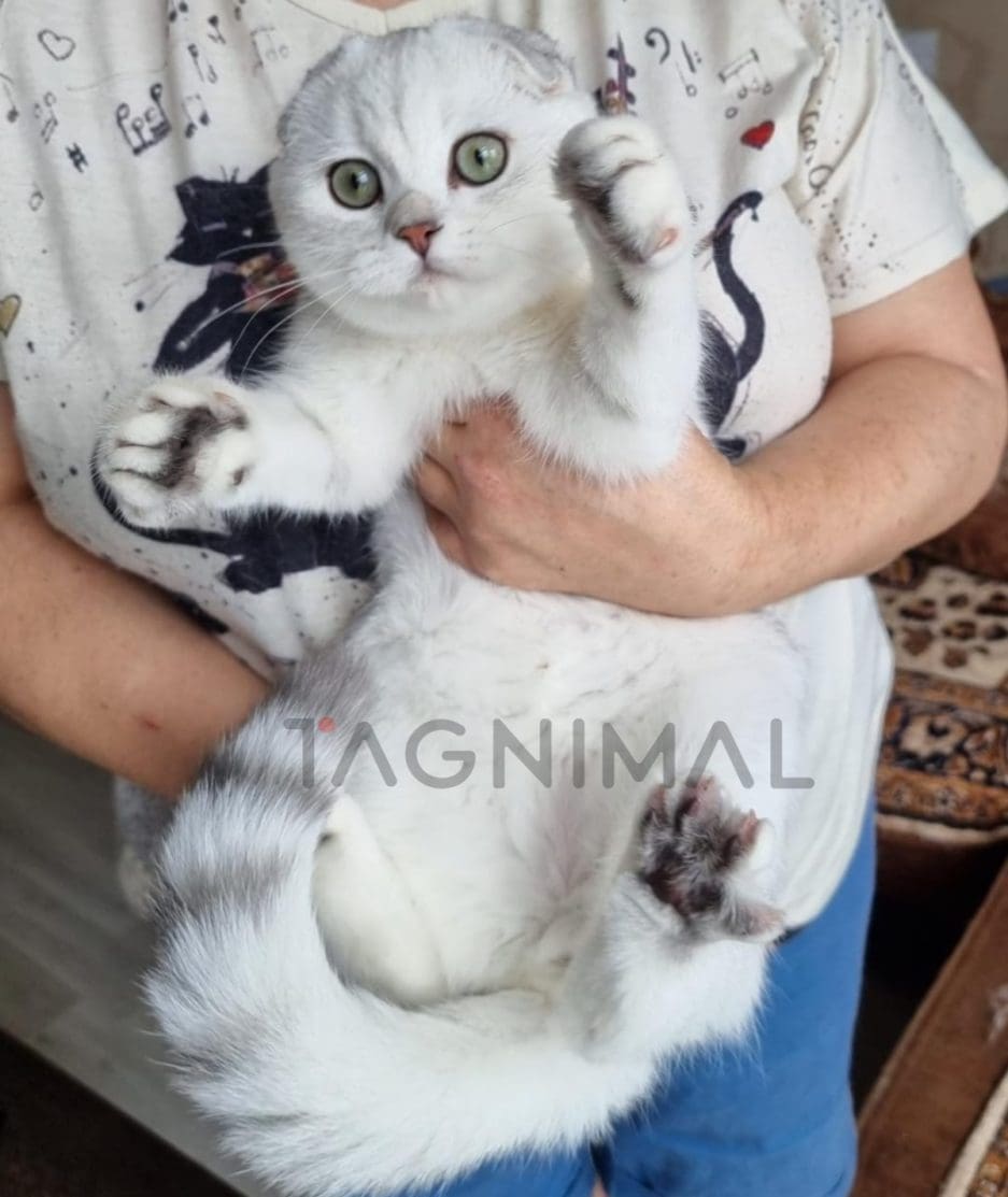 Scottish fold baby kitten for sale, cat for sale at Tagnimal