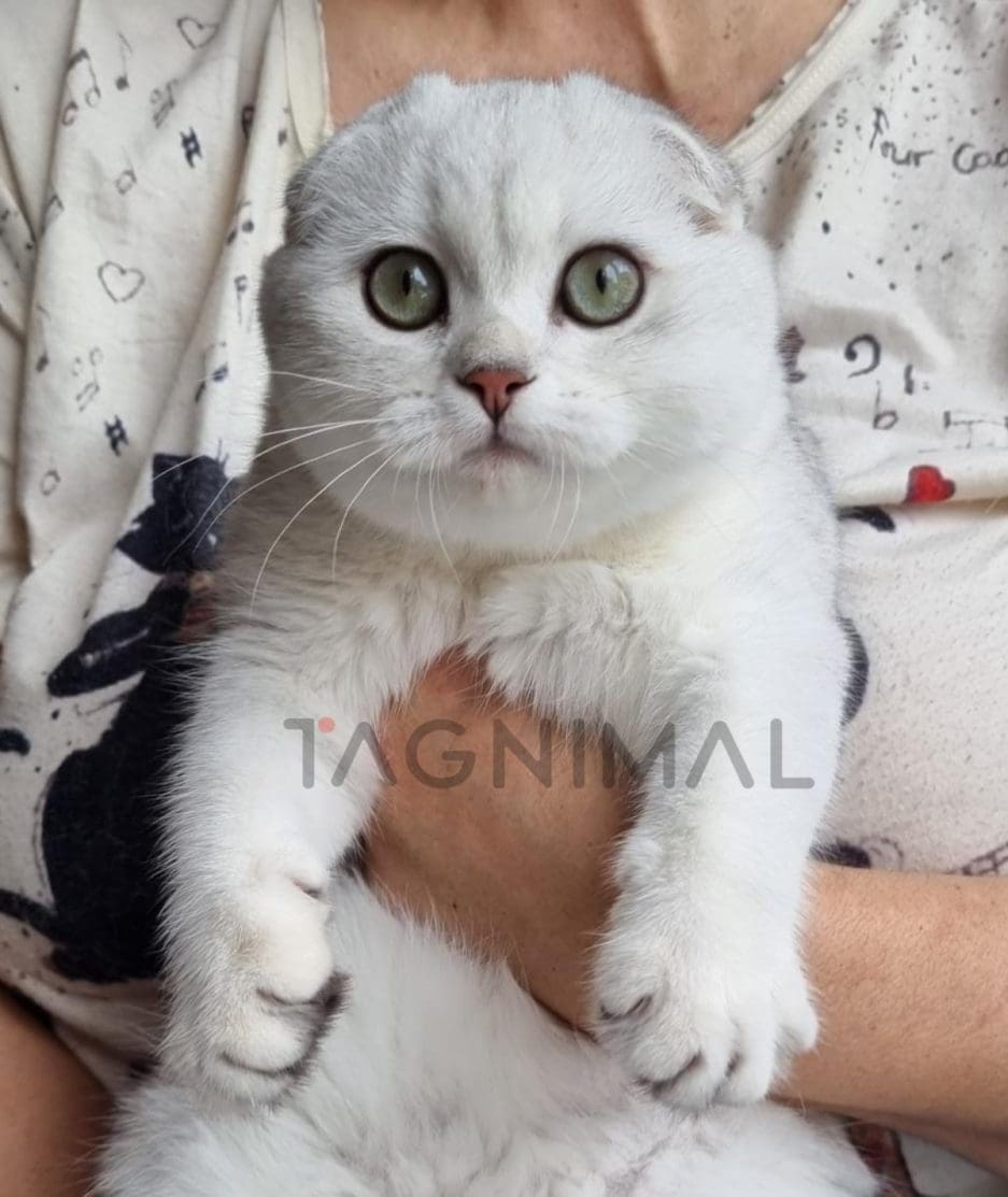 Scottish fold baby kitten for sale, cat for sale at Tagnimal