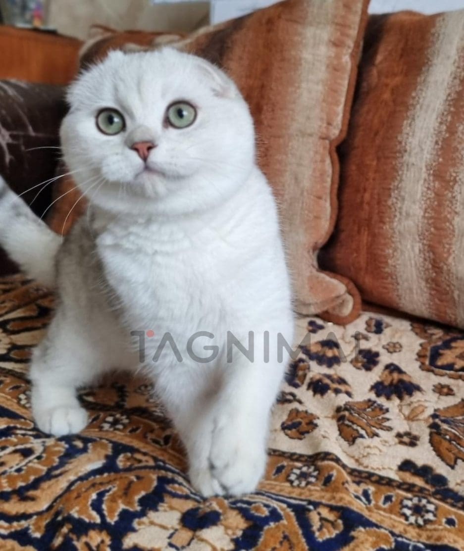 Scottish fold baby kitten for sale, cat for sale at Tagnimal