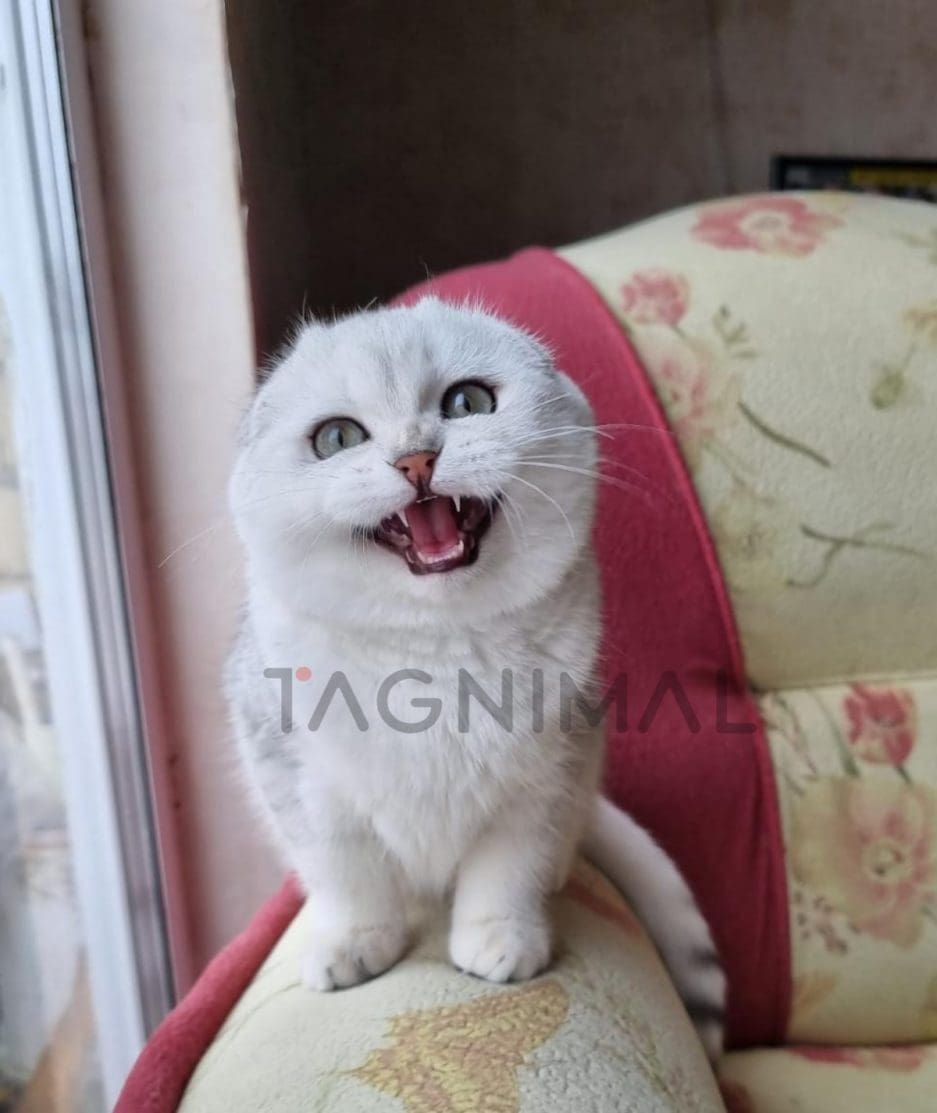 Scottish fold baby kitten for sale, cat for sale at Tagnimal