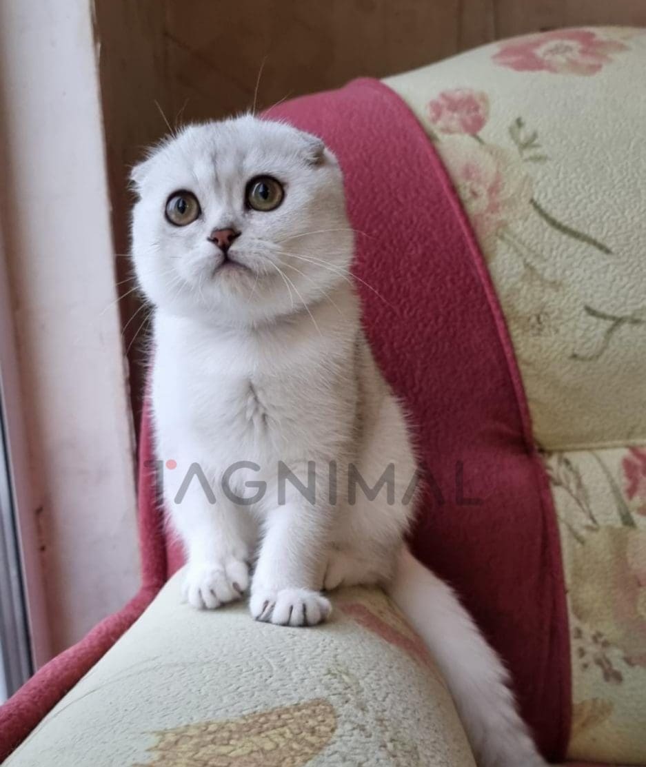 Scottish fold baby kitten for sale, cat for sale at Tagnimal