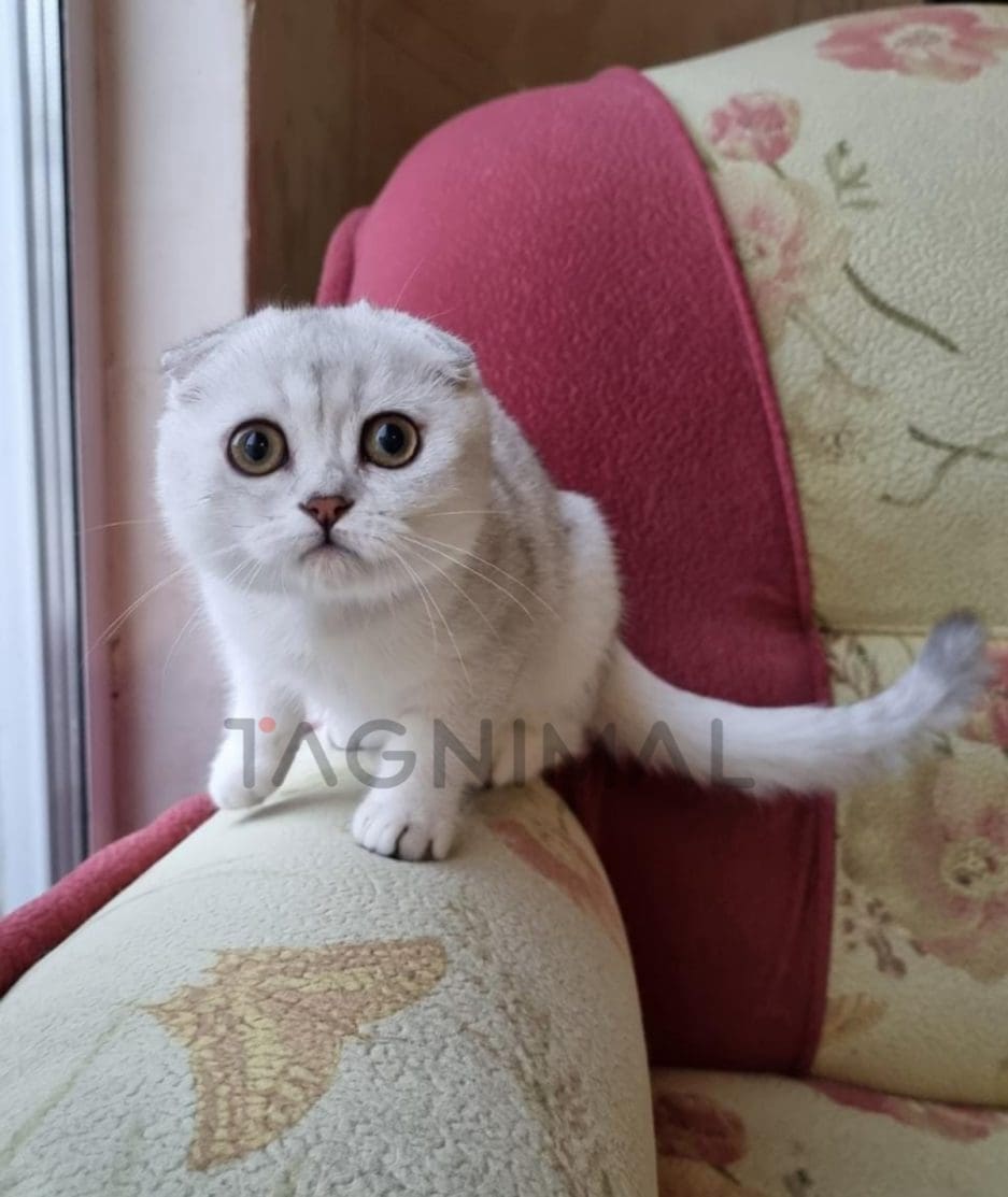 Scottish fold baby kitten for sale, cat for sale at Tagnimal