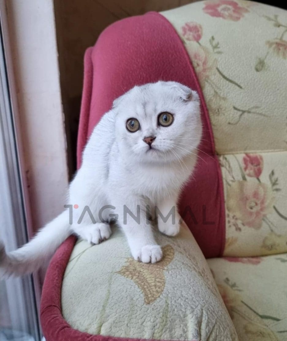 Scottish fold baby kitten for sale, cat for sale at Tagnimal