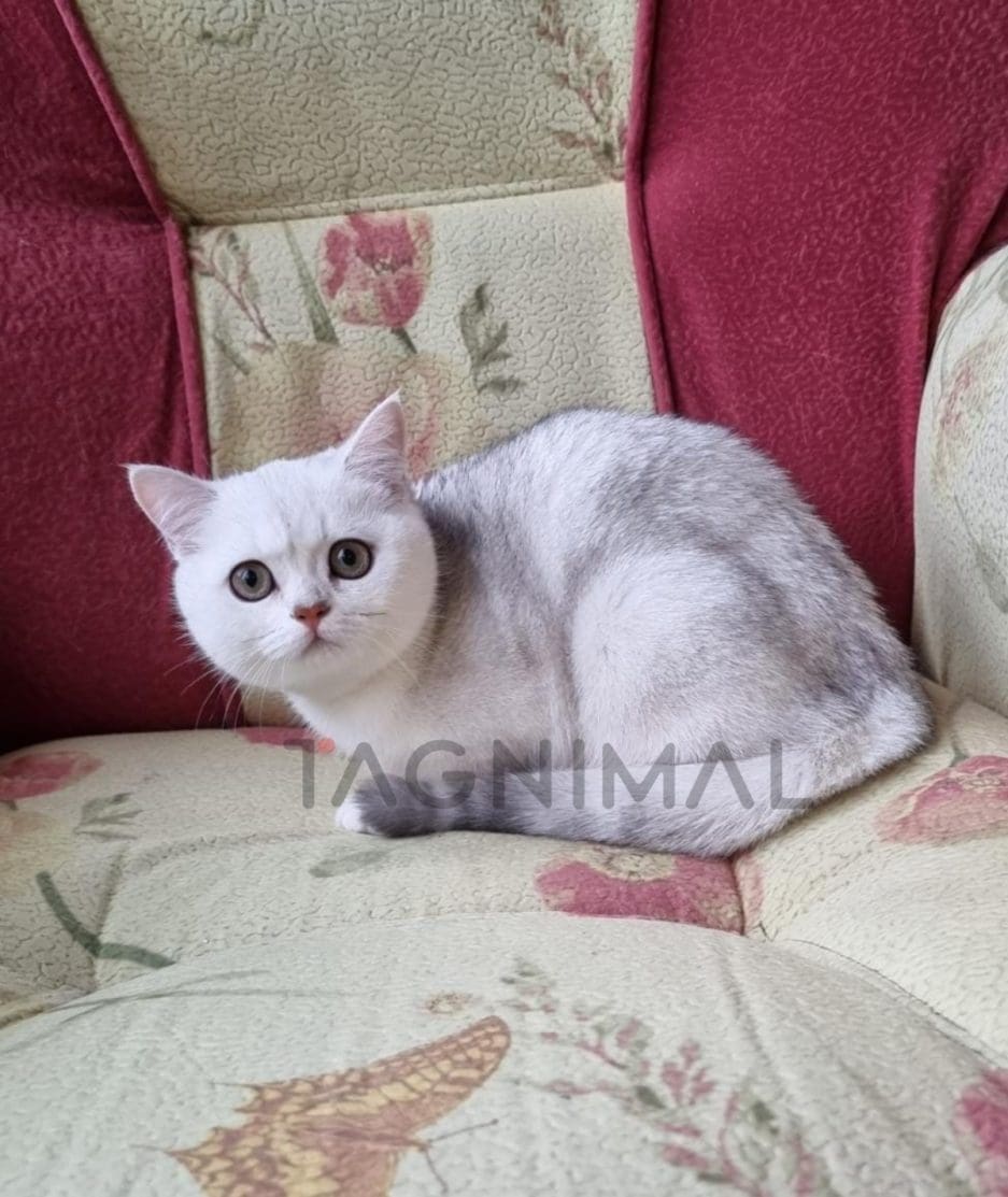 Scottish straight baby kitten for sale, cat for sale at Tagnimal