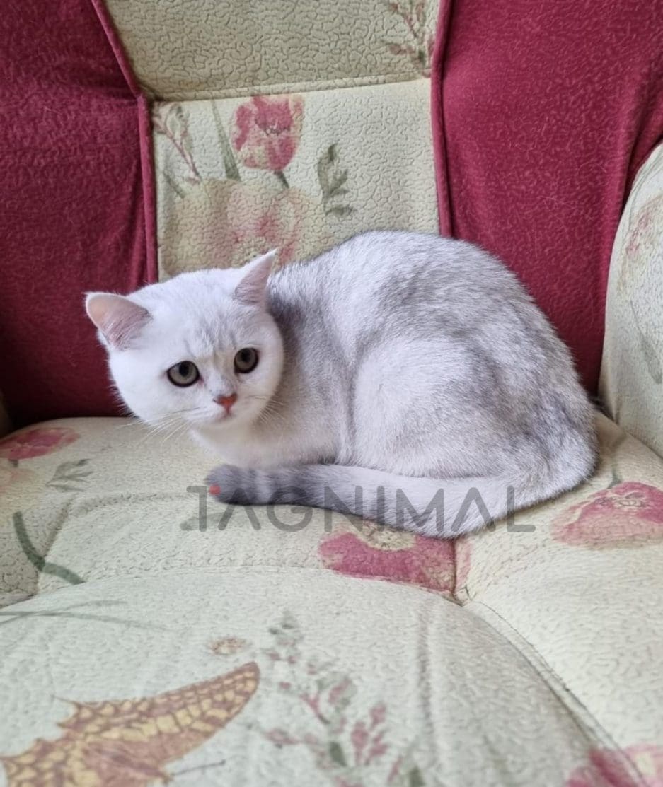 Scottish straight baby kitten for sale, cat for sale at Tagnimal