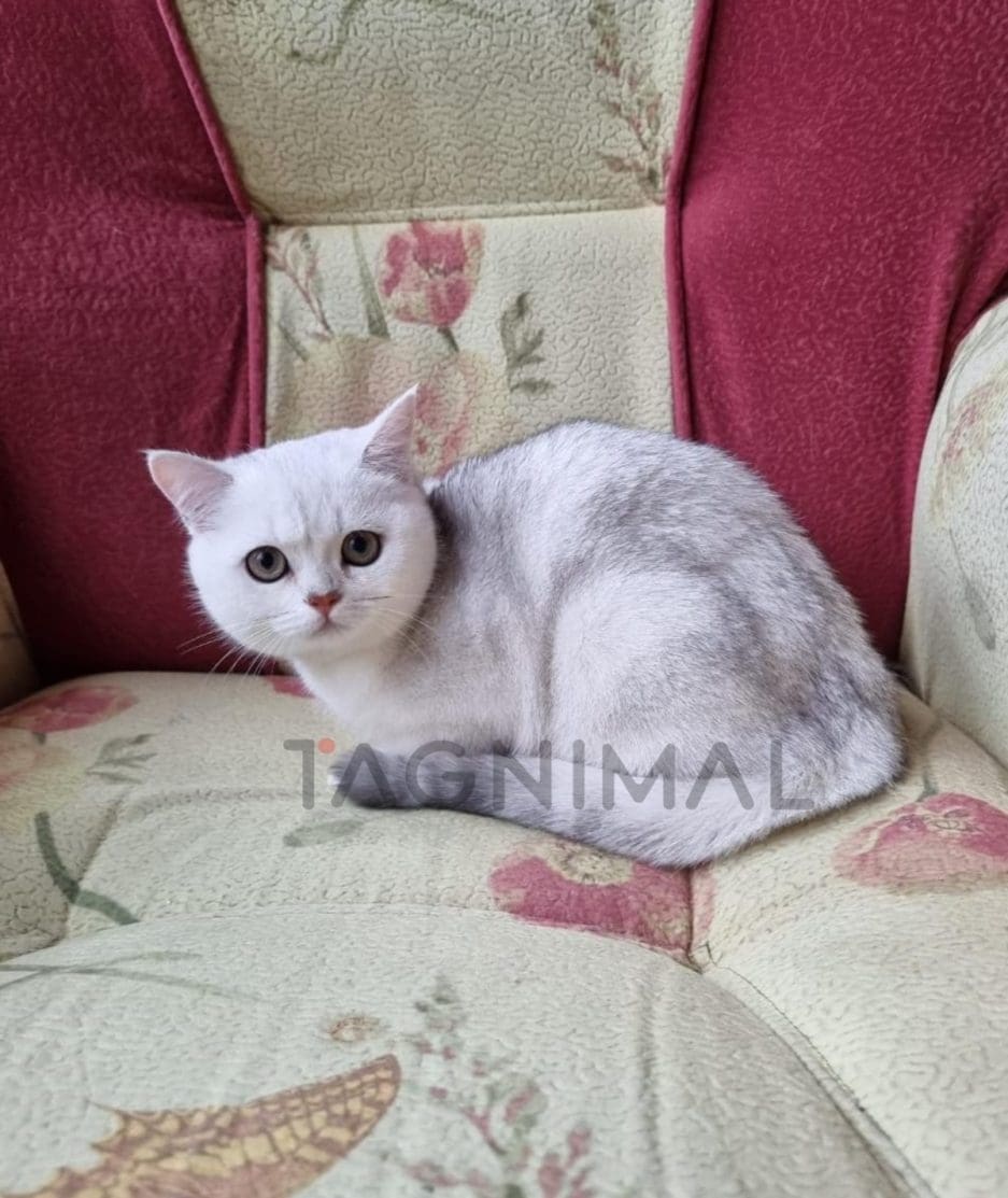 Scottish straight baby kitten for sale, cat for sale at Tagnimal