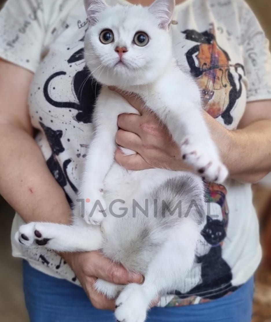 Scottish straight baby kitten for sale, cat for sale at Tagnimal