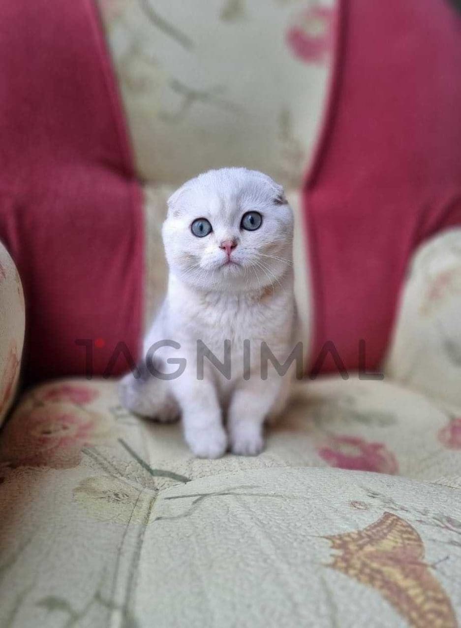 Scottish fold baby kitten for sale, cat for sale at Tagnimal