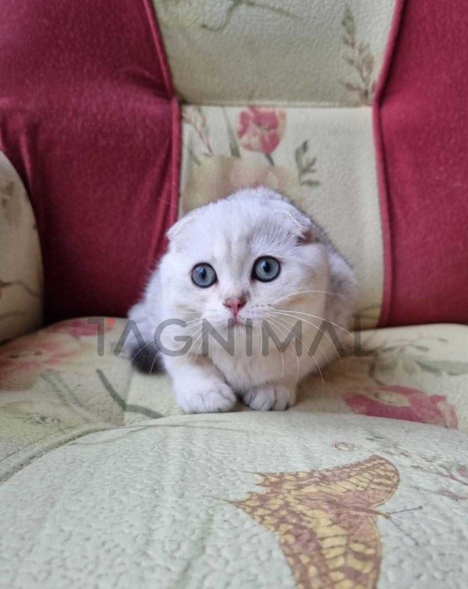 Scottish fold baby kitten for sale, cat for sale at Tagnimal