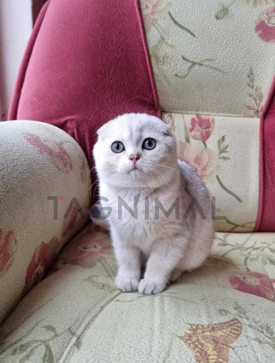 Scottish fold baby kitten for sale, cat for sale at Tagnimal