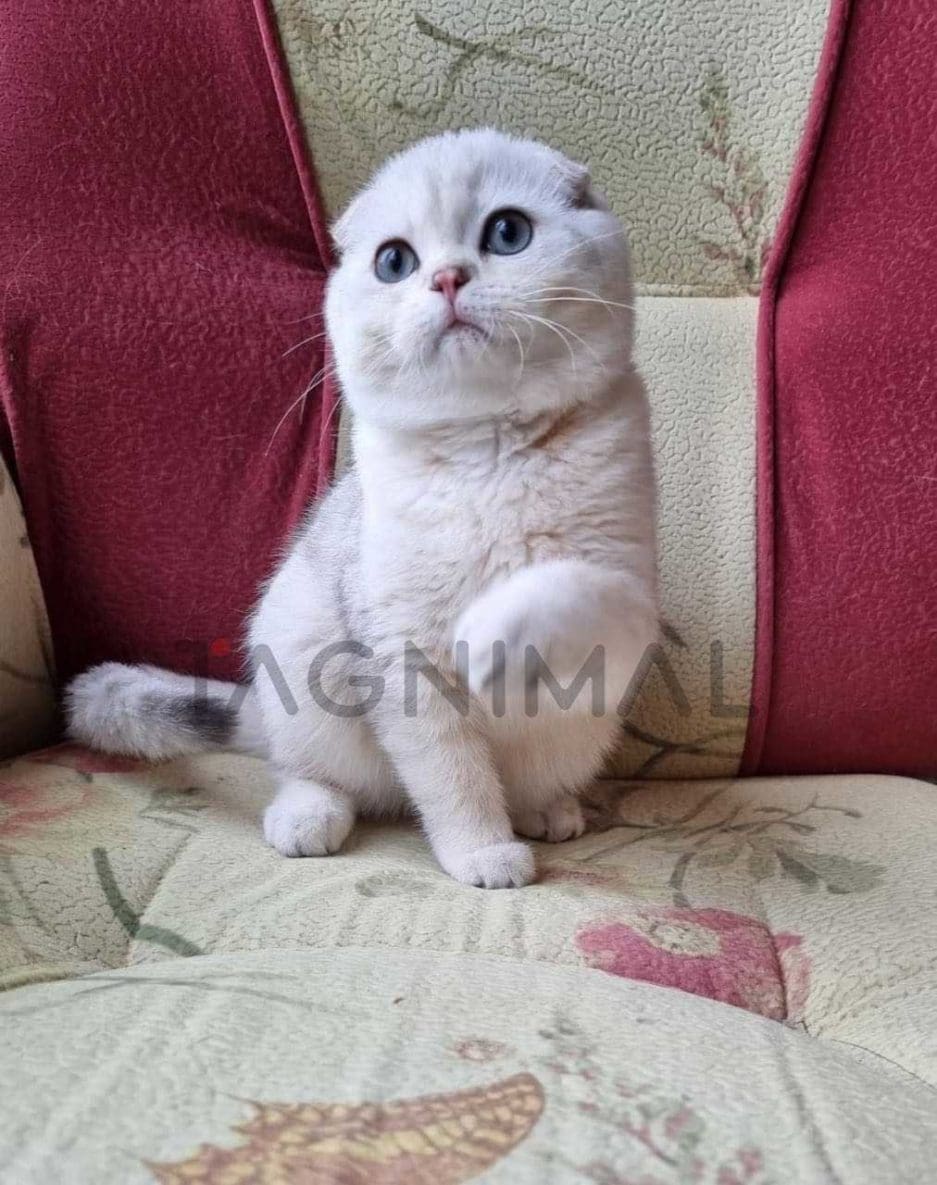 Scottish fold baby kitten for sale, cat for sale at Tagnimal