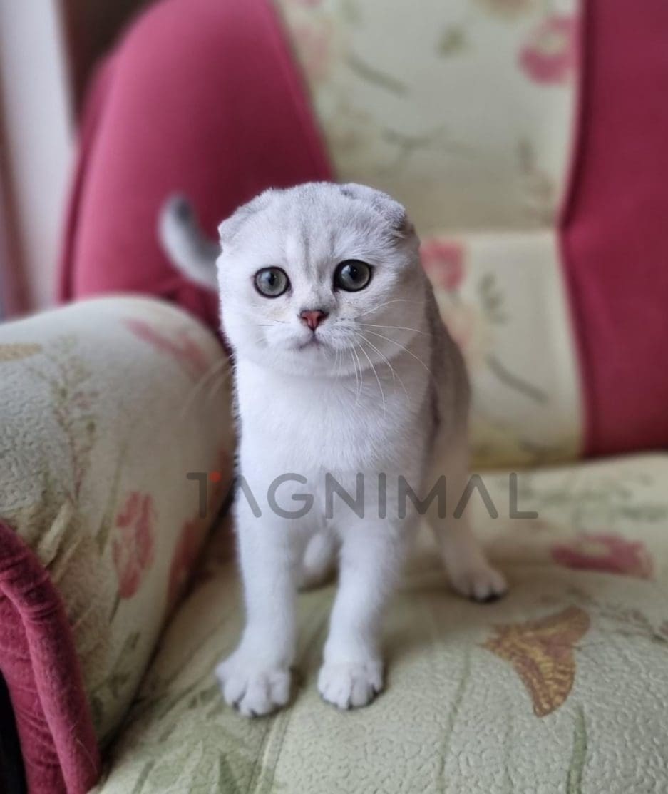 Scottish fold baby kitten for sale, cat for sale at Tagnimal