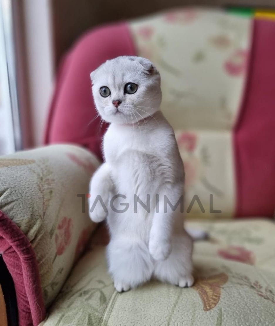 Scottish fold baby kitten for sale, cat for sale at Tagnimal