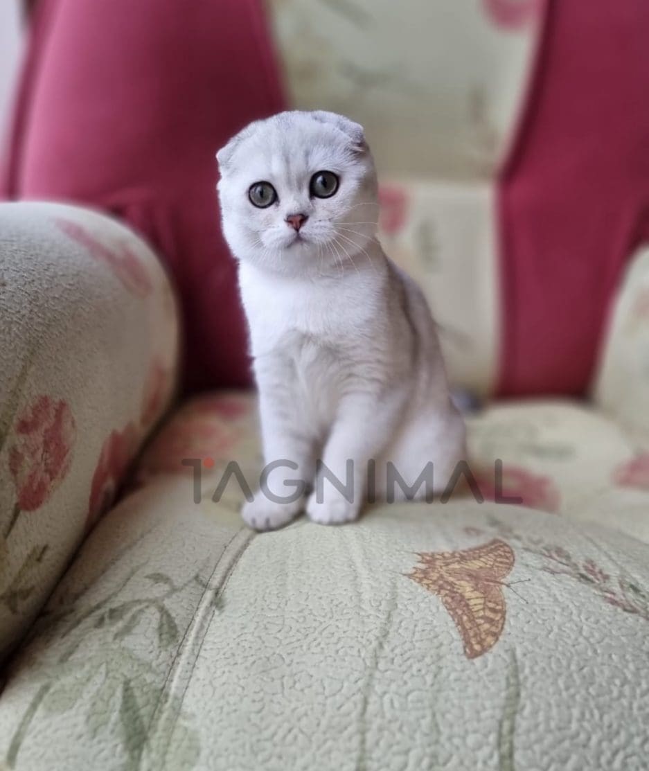 Scottish fold baby kitten for sale, cat for sale at Tagnimal