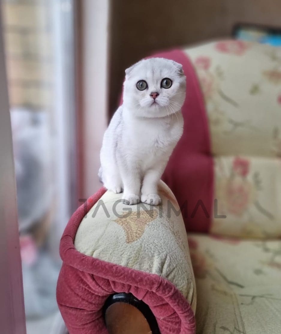 Scottish fold baby kitten for sale, cat for sale at Tagnimal