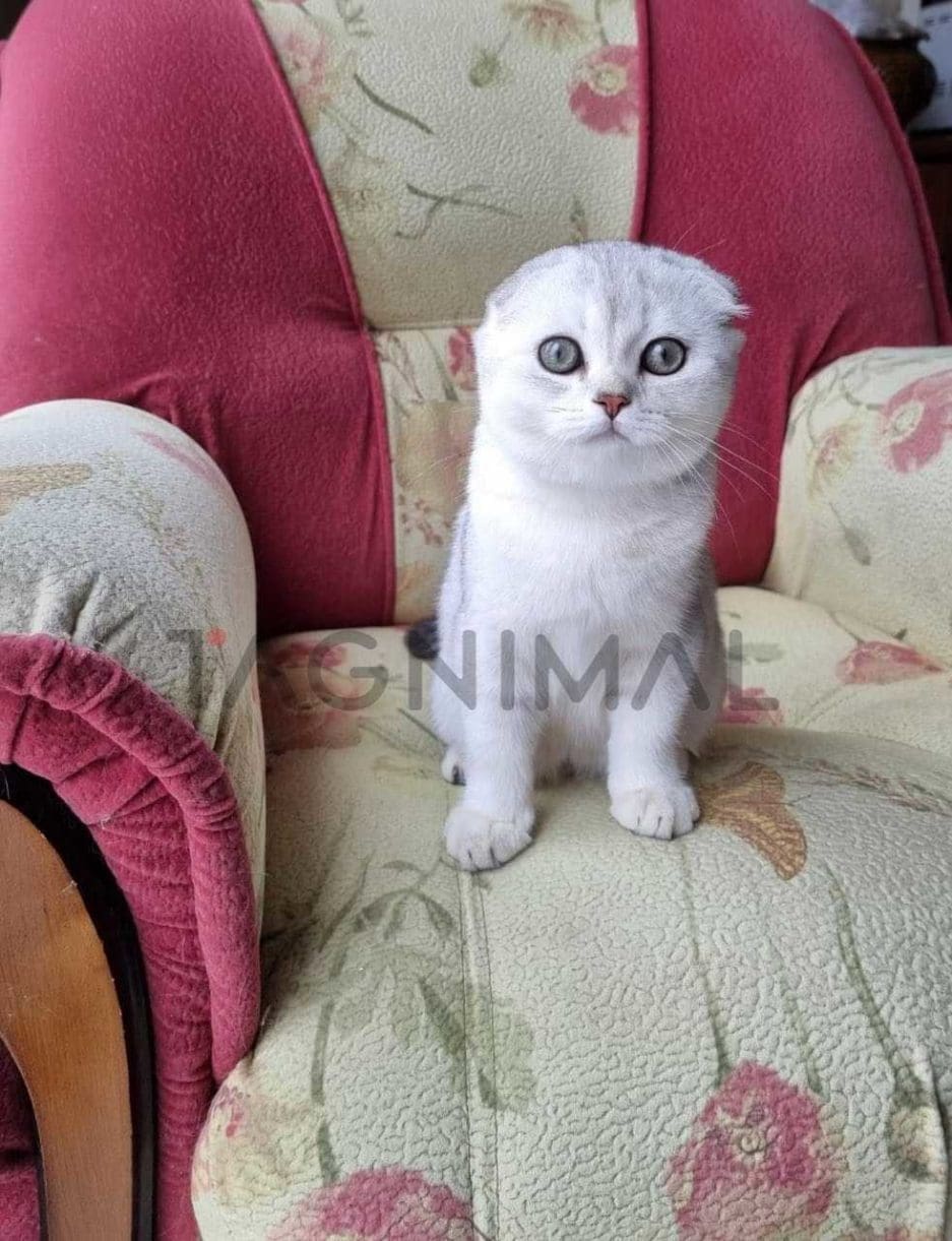 Scottish fold baby kitten for sale, cat for sale at Tagnimal