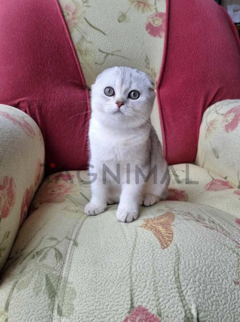 Scottish fold baby kitten for sale, cat for sale at Tagnimal