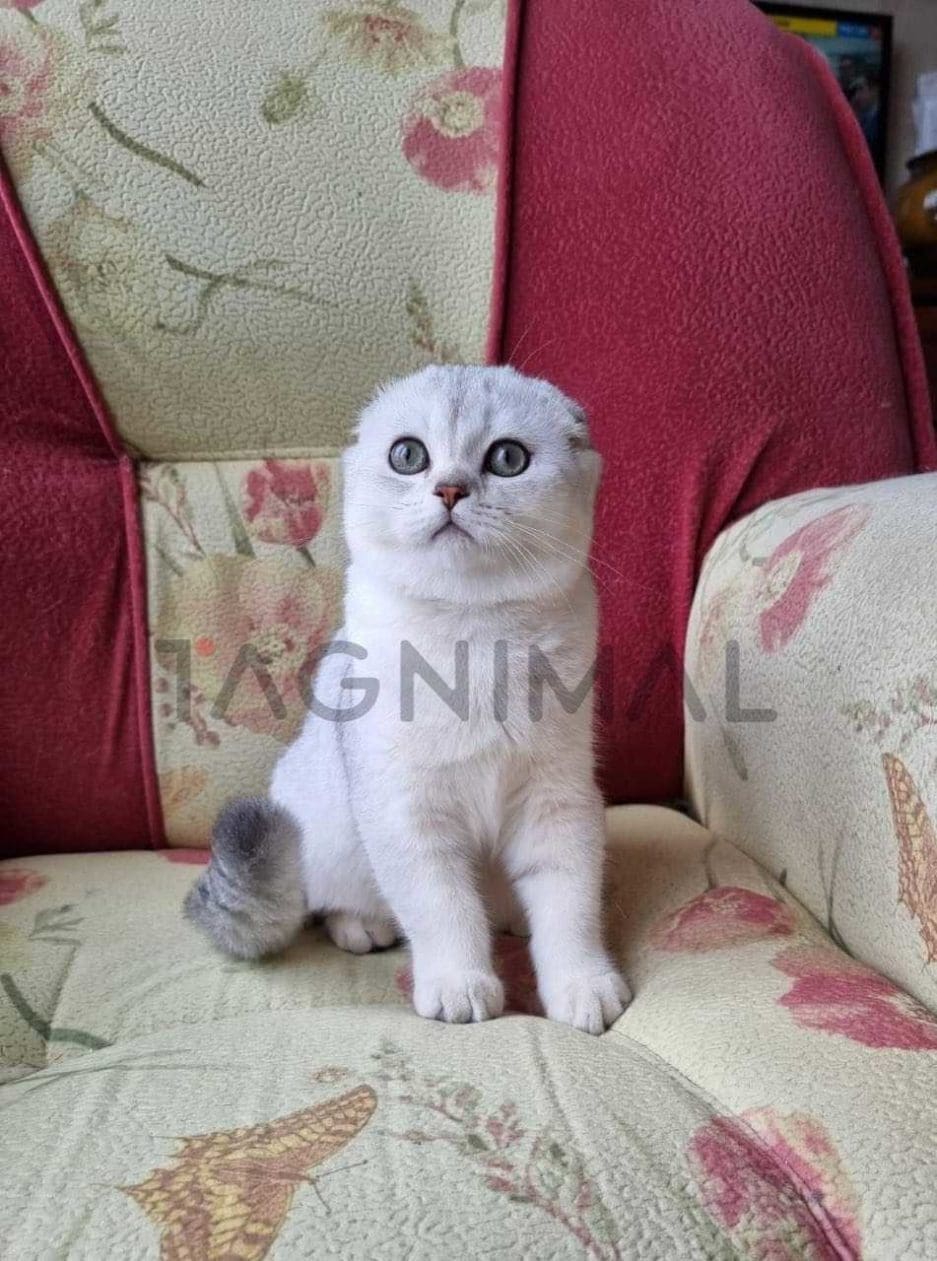 Scottish fold baby kitten for sale, cat for sale at Tagnimal