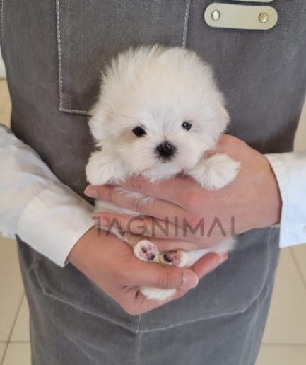 Maltese puppy for sale, dog for sale at Tagnimal