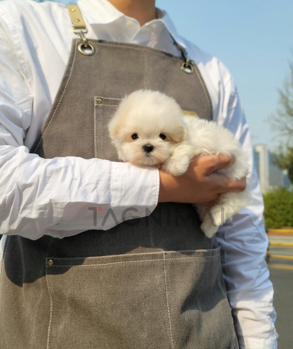 Maltese puppy for sale, dog for sale at Tagnimal