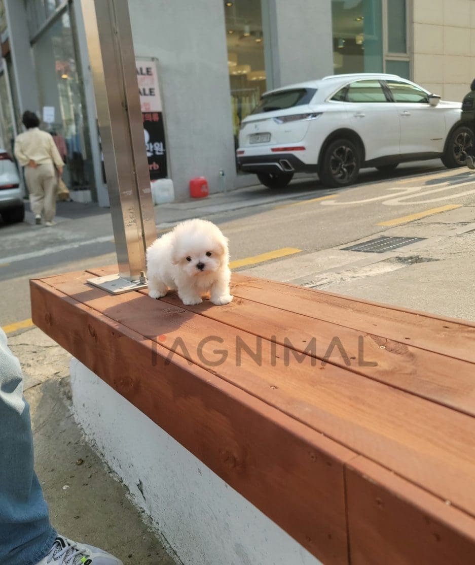 Maltese puppy for sale, dog for sale at Tagnimal