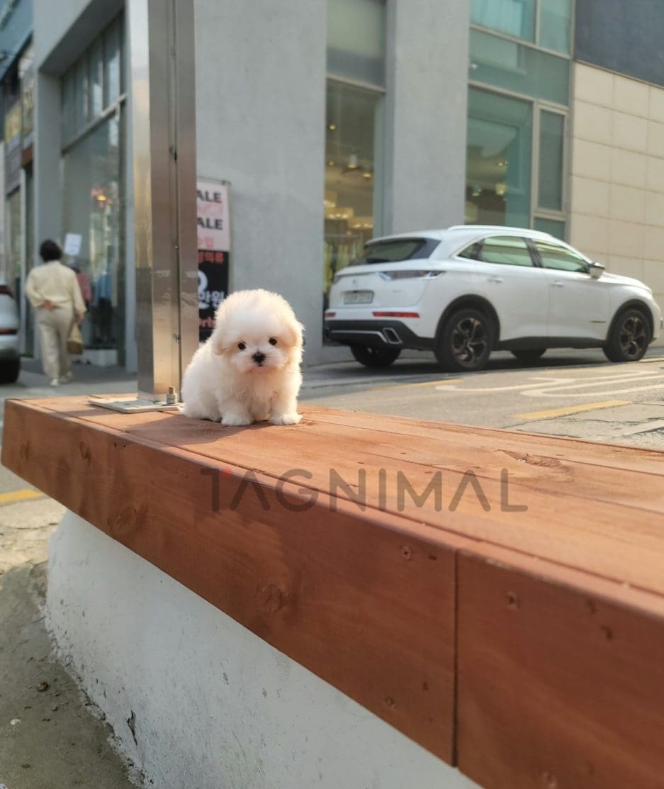 Maltese puppy for sale, dog for sale at Tagnimal