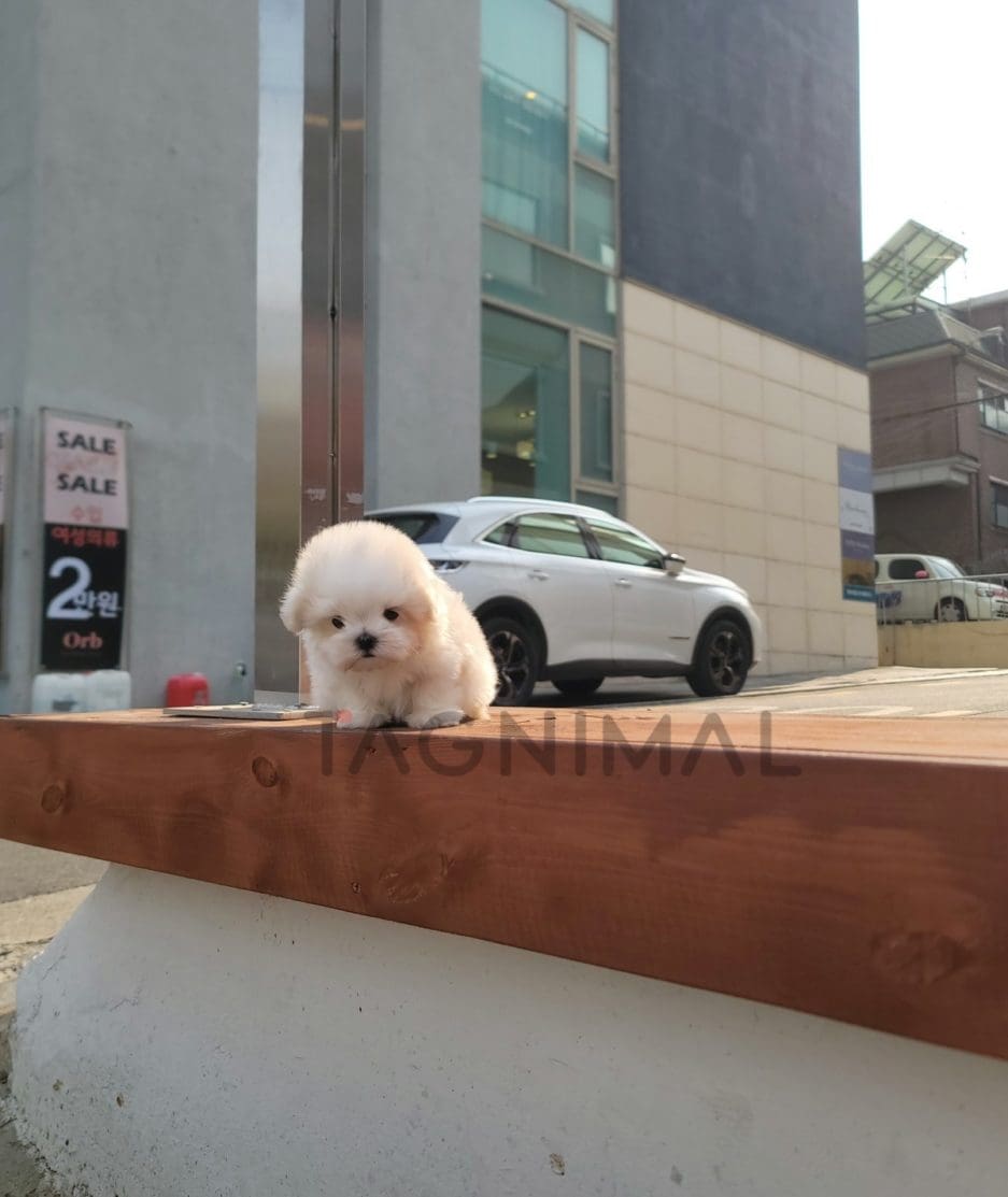 Maltese puppy for sale, dog for sale at Tagnimal