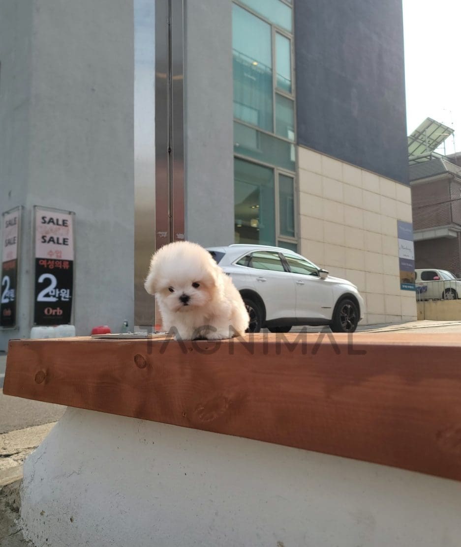 Maltese puppy for sale, dog for sale at Tagnimal