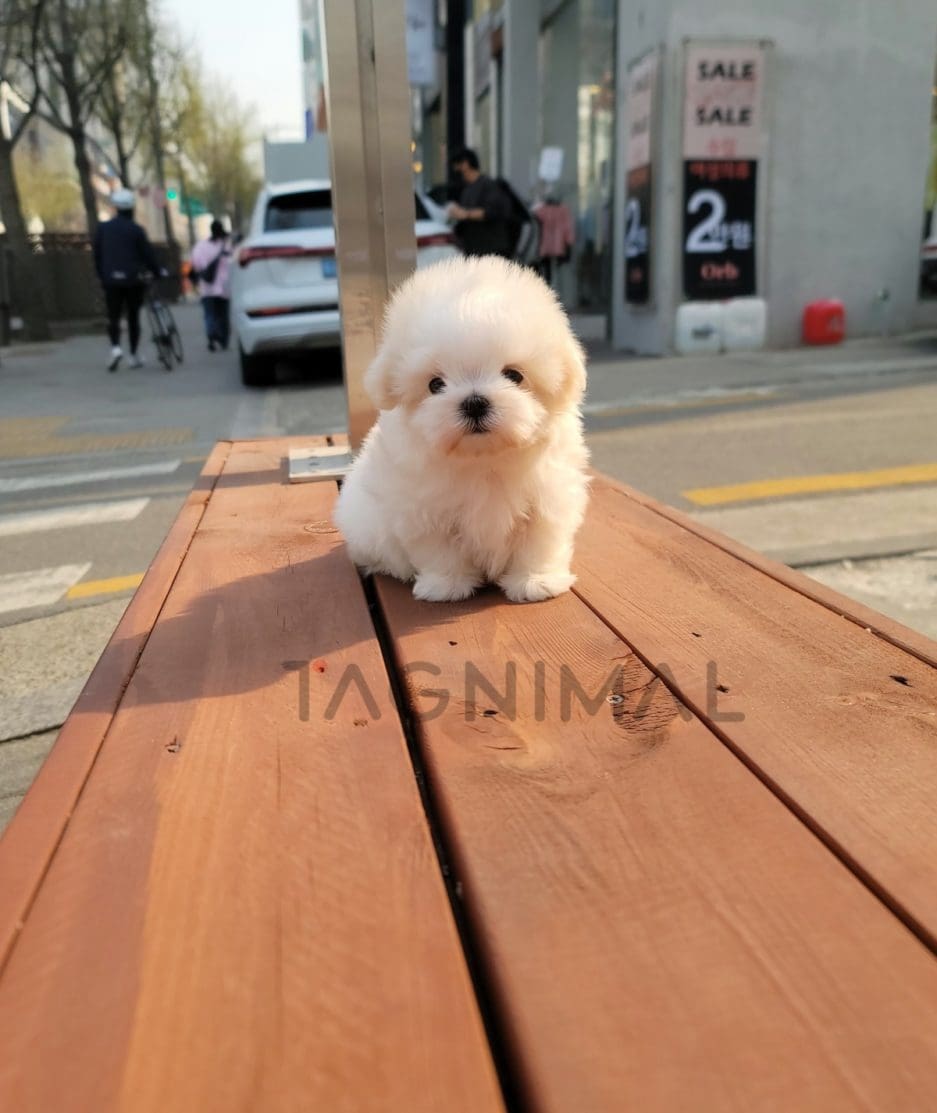 Maltese puppy for sale, dog for sale at Tagnimal