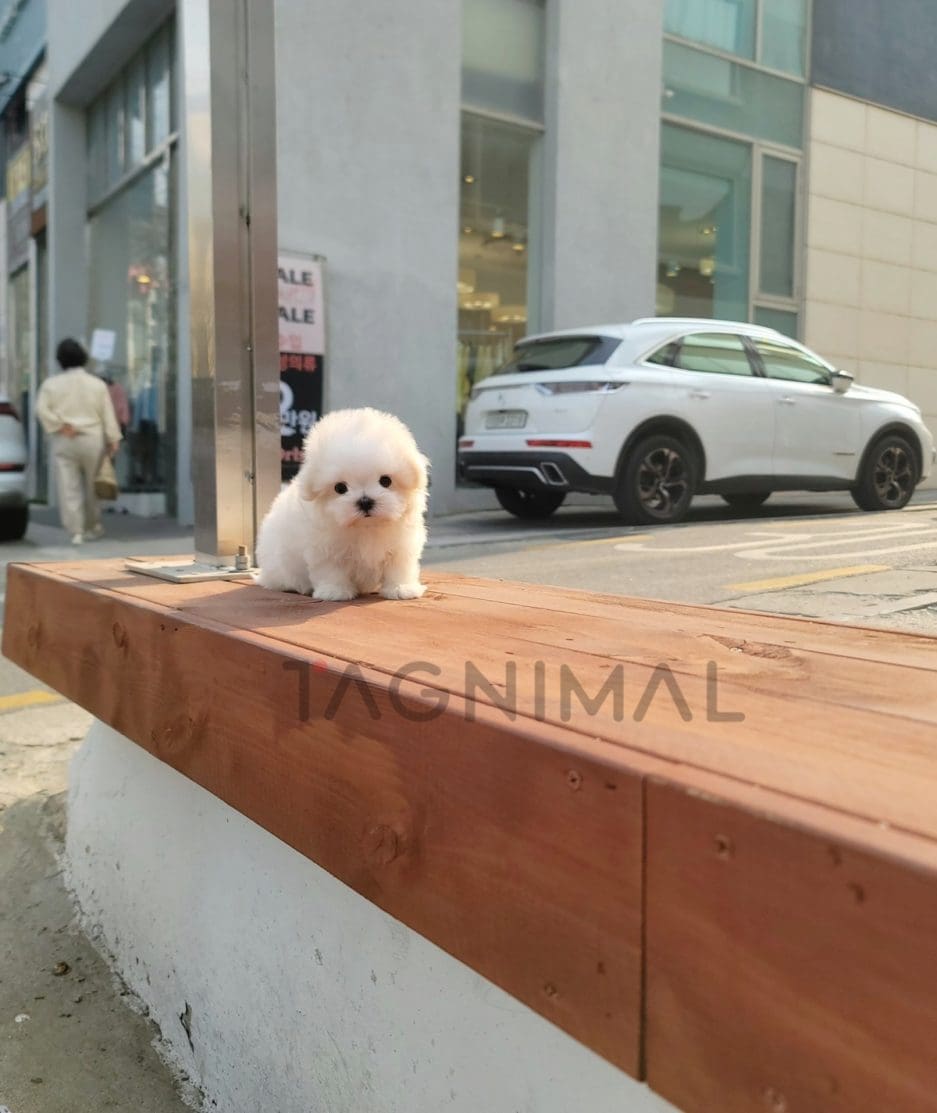 Maltese puppy for sale, dog for sale at Tagnimal