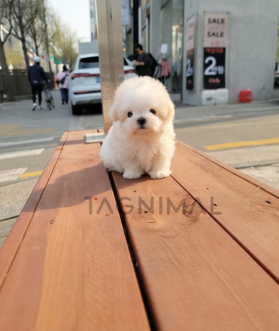 Maltese puppy for sale, dog for sale at Tagnimal